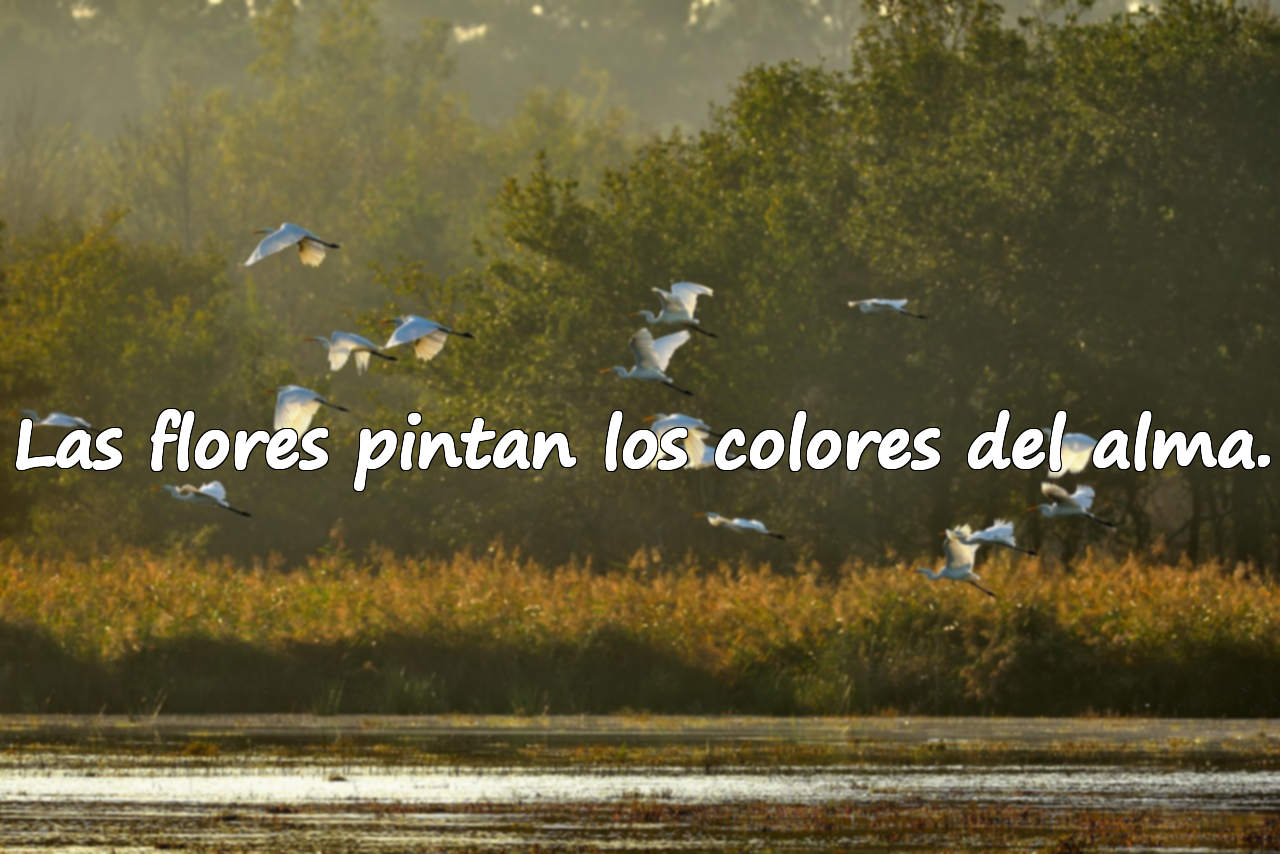 Las flores pintan los colores del alma.