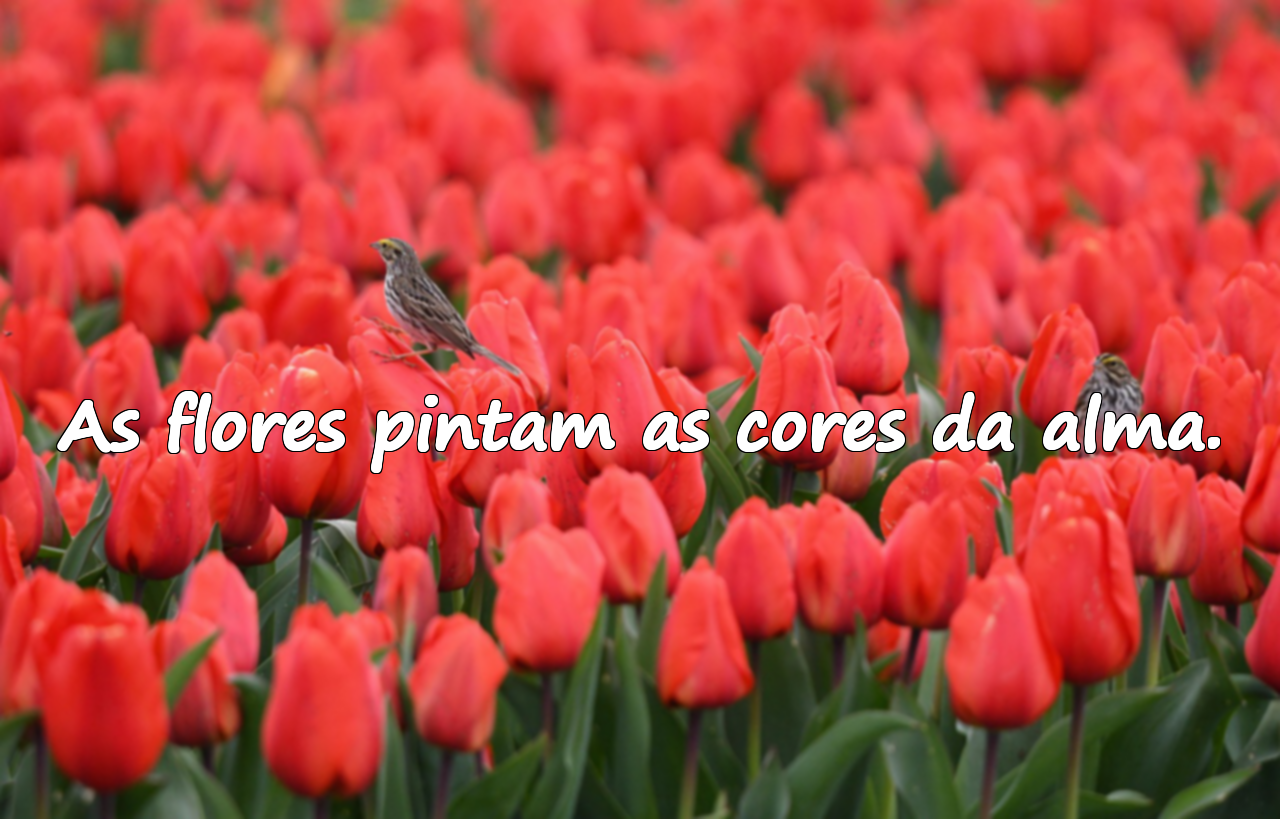 Frases sobre Flores