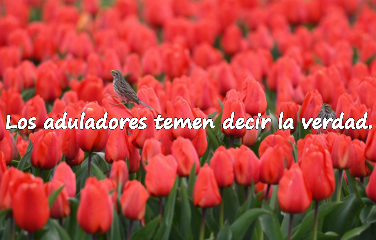 Frases sobre aduladores