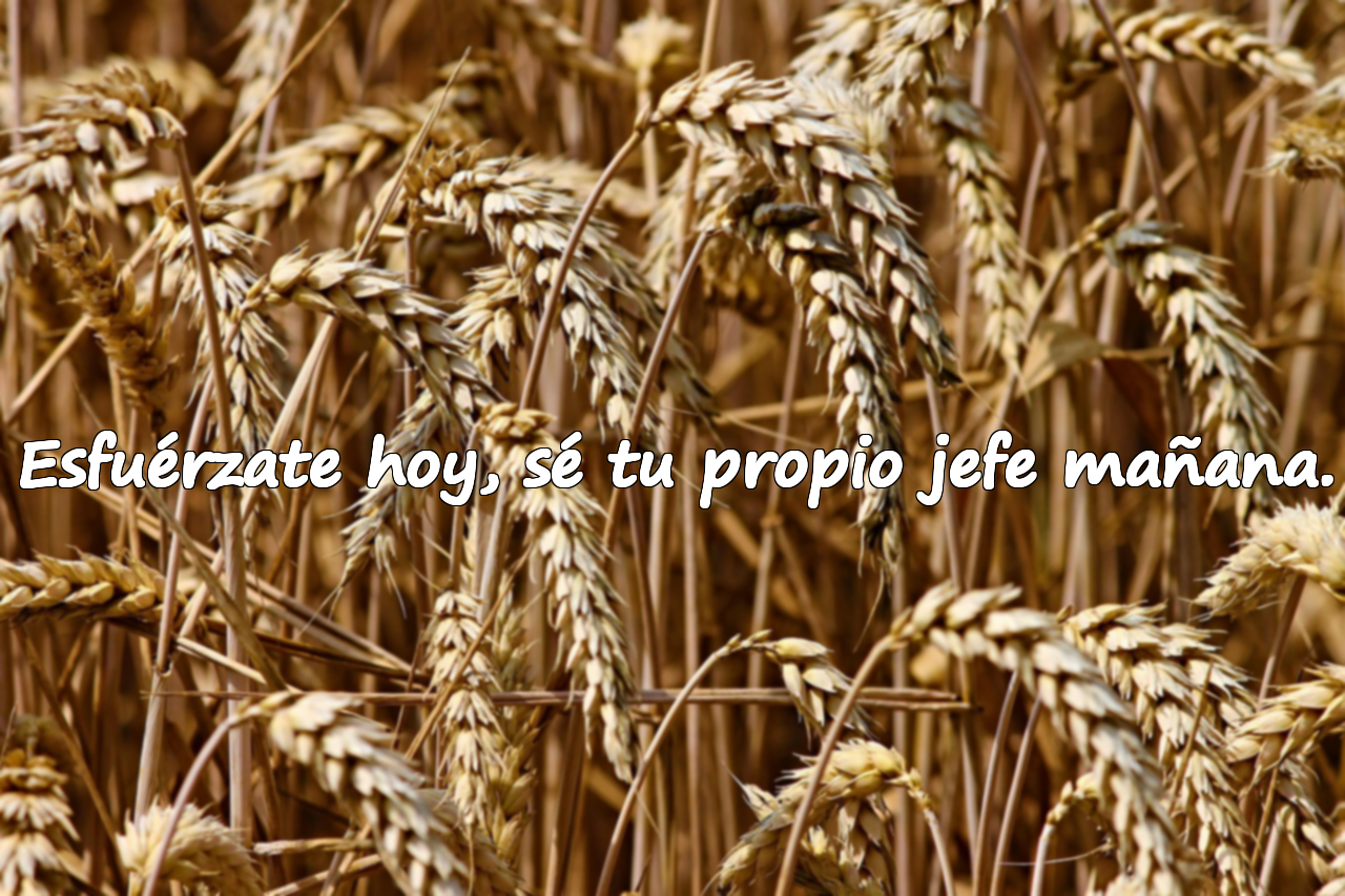 Esfuérzate hoy, sé tu propio jefe mañana.