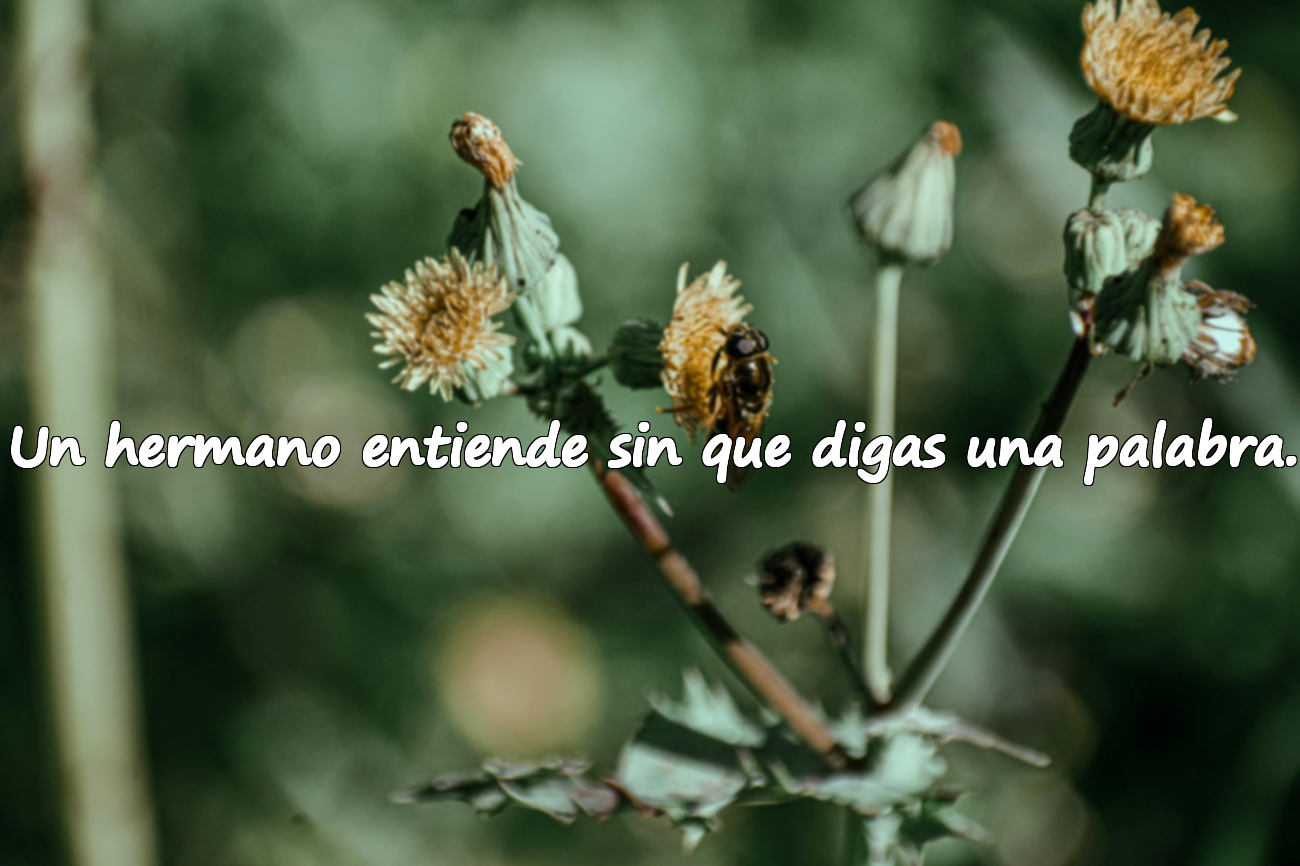 Un hermano entiende sin que digas una palabra.