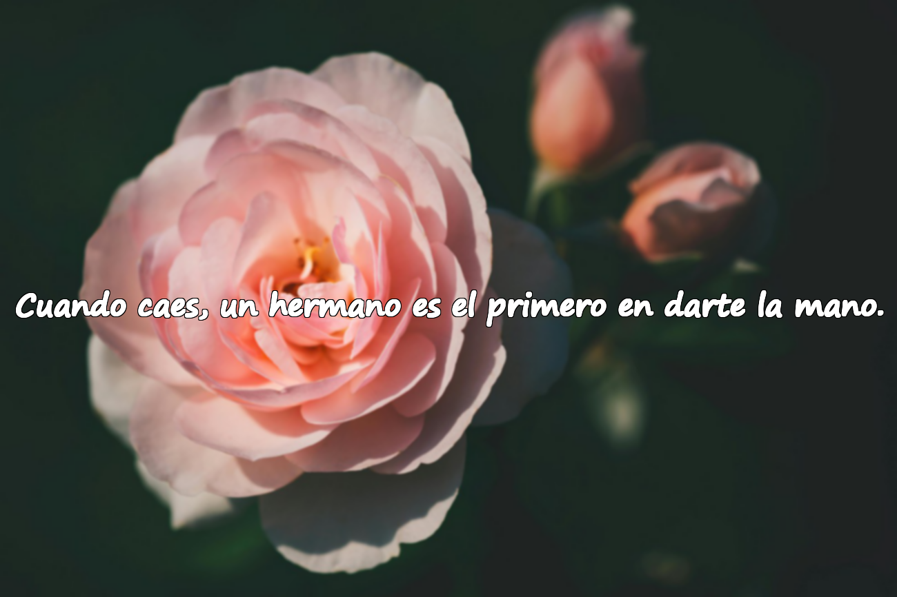 Cuando caes, un hermano es el primero en darte la mano.