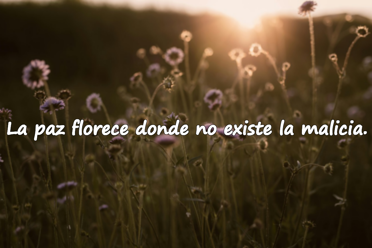 La paz florece donde no existe la malicia.