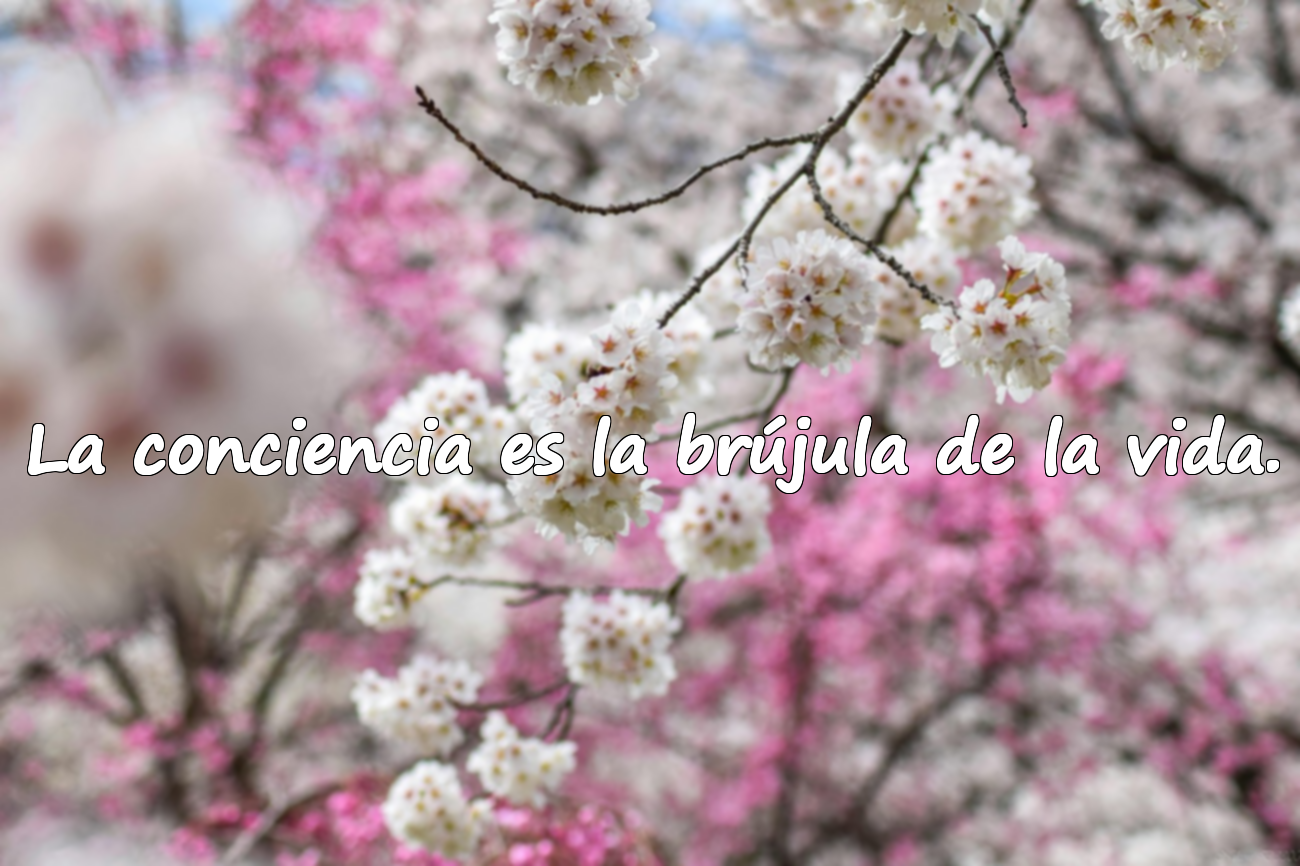 Frases sobre la conciencia