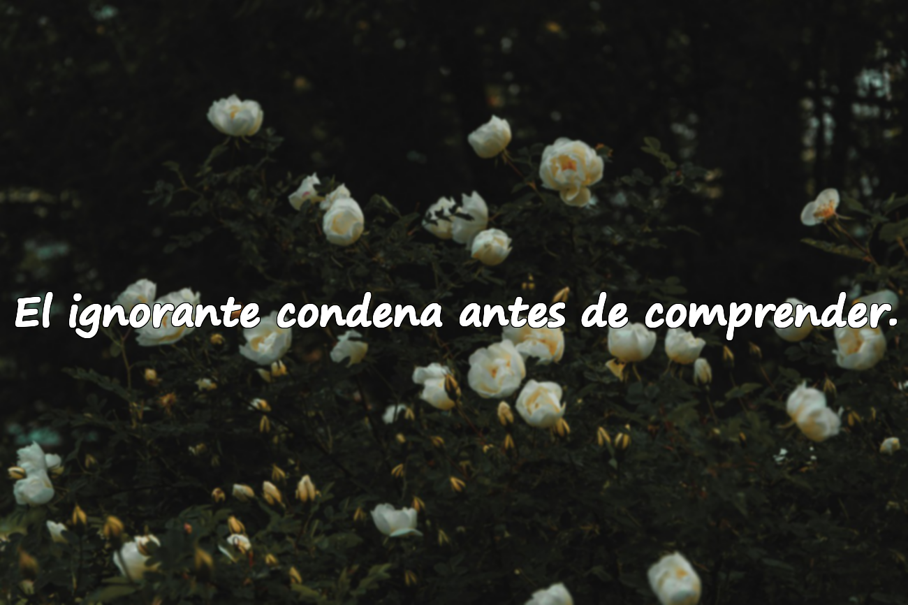 El ignorante condena antes de comprender.
