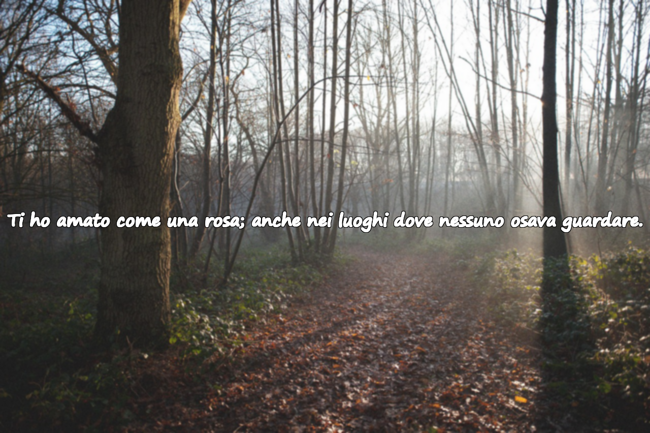 Frasi d’Amore Ispirate alla Rosa