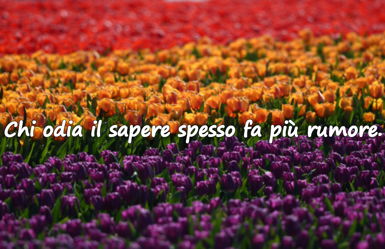 Frasi sull’ignoranza