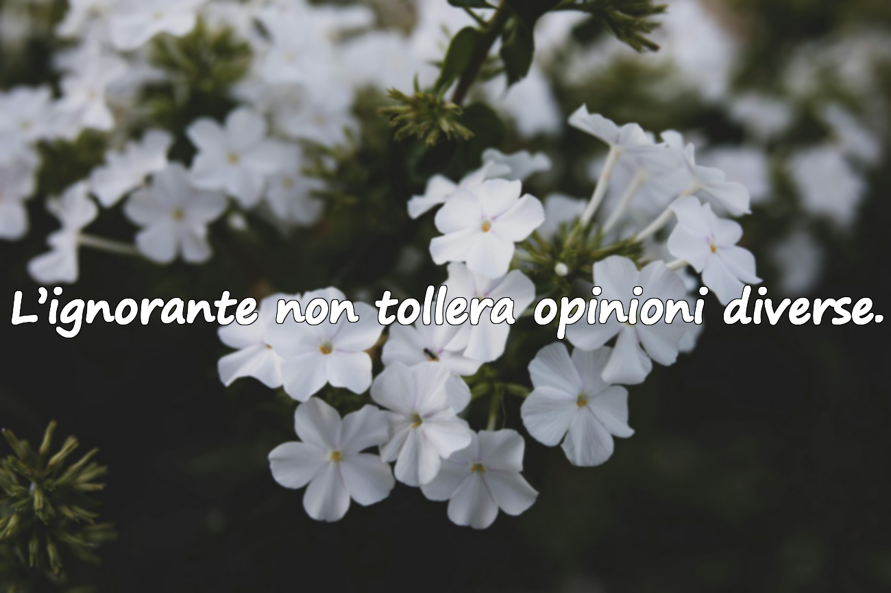 Frasi sull’ignoranza