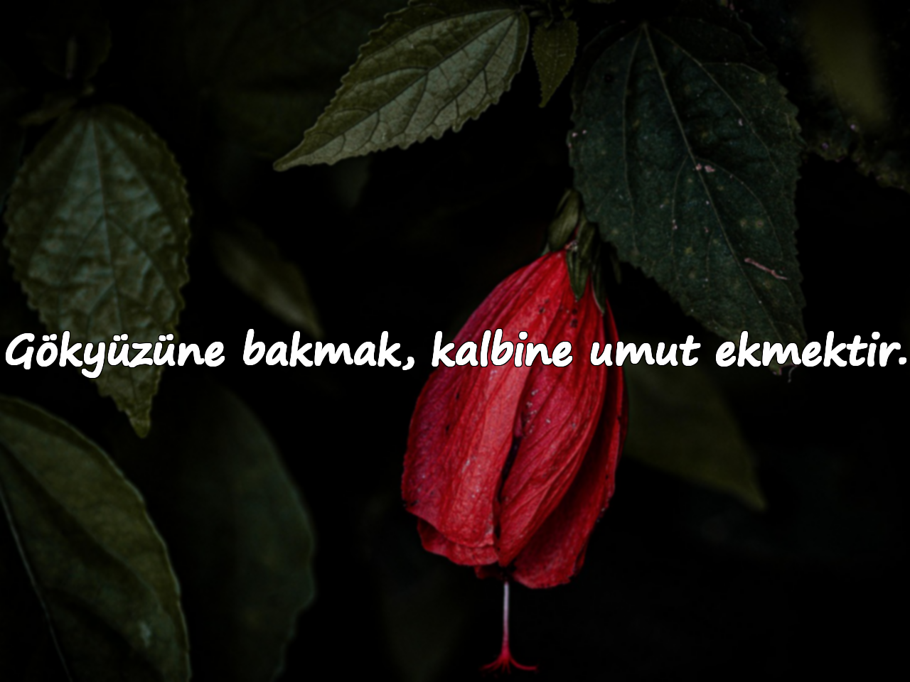 Gökyüzüne bakmak, kalbine umut ekmektir.