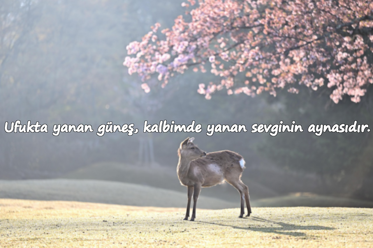 Ufukta yanan güneş, kalbimde yanan sevginin aynasıdır.