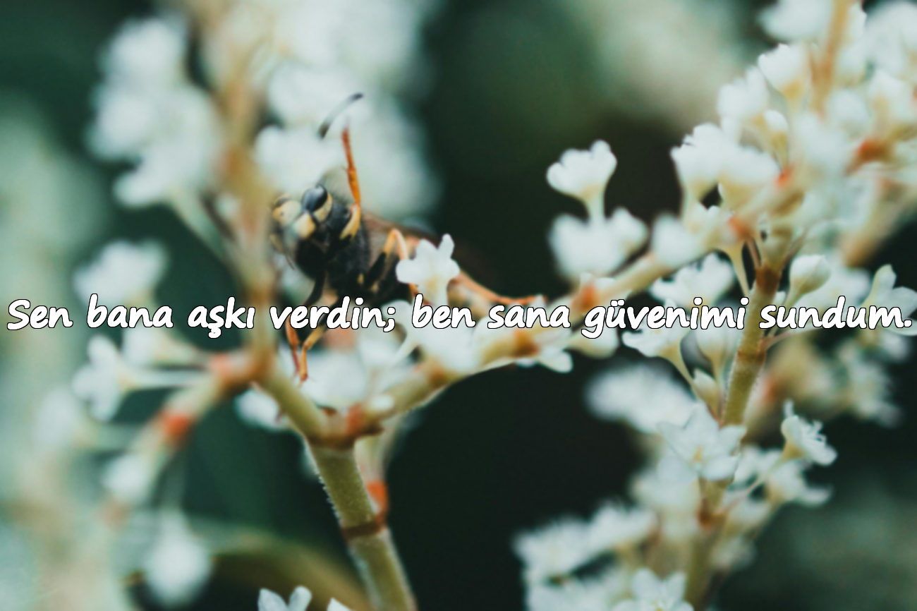 Sen bana aşkı verdin; ben sana güvenimi sundum.