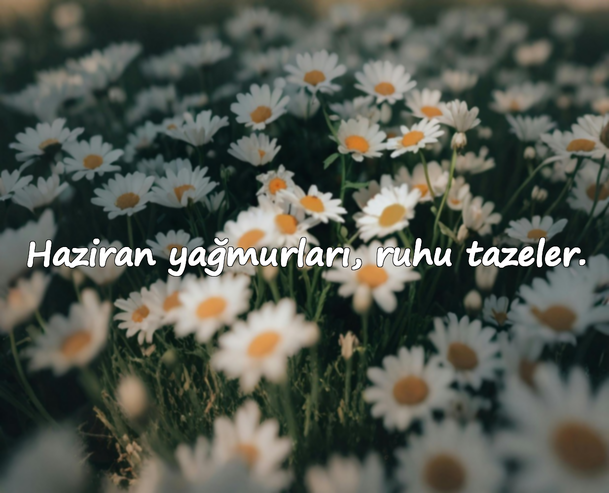 Haziran yağmurları, ruhu tazeler.