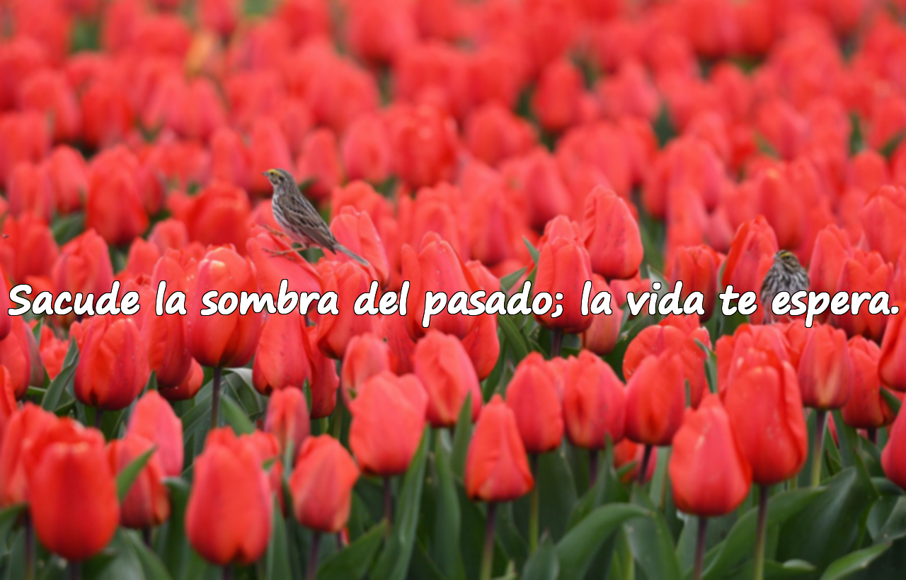 Sacude la sombra del pasado; la vida te espera.