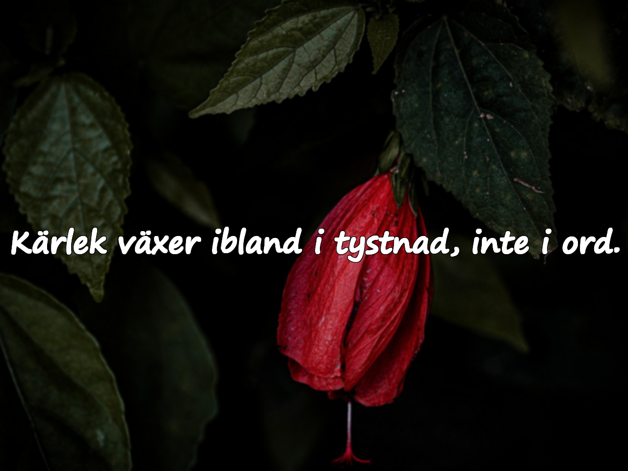 Kärlek växer ibland i tystnad, inte i ord.