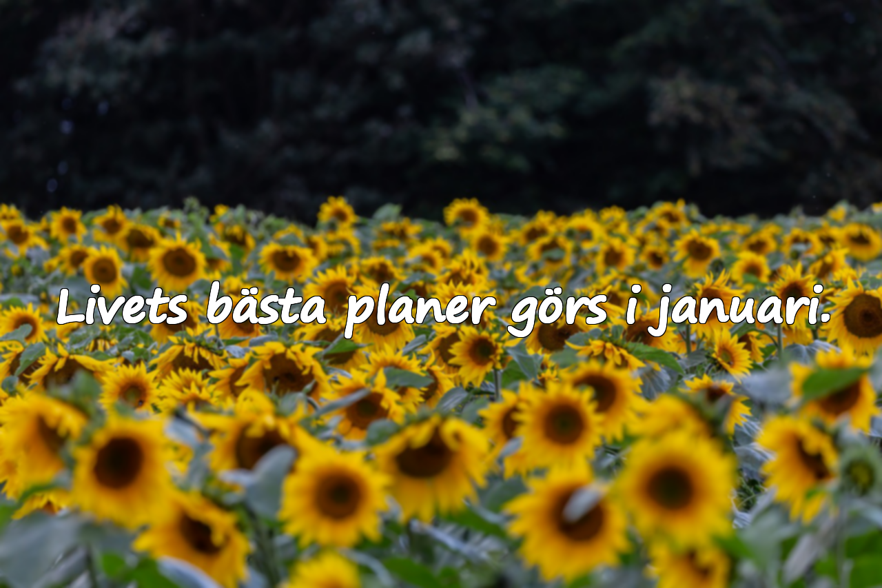 Livets bästa planer görs i januari.