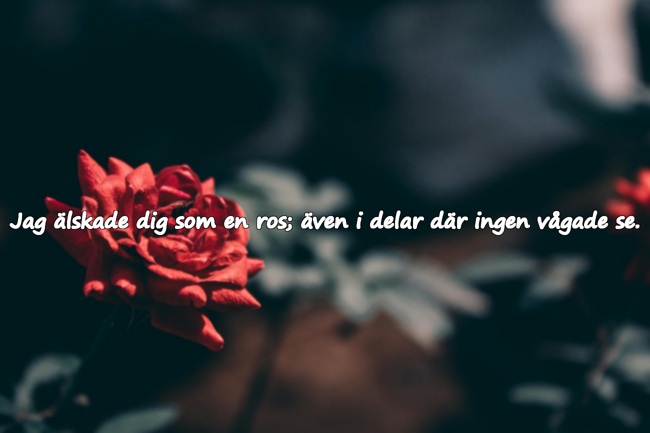 Kärlekscitat Inspirerade av Rosen