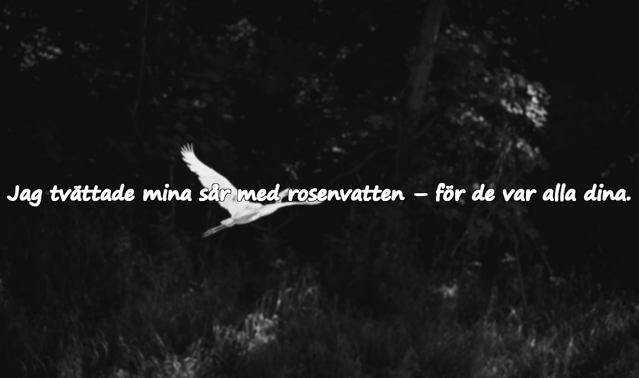 Kärlekscitat Inspirerade av Rosen