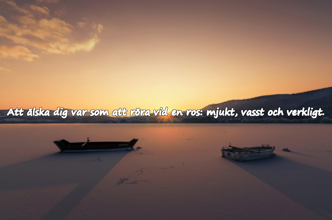 Kärlekscitat Inspirerade av Rosen