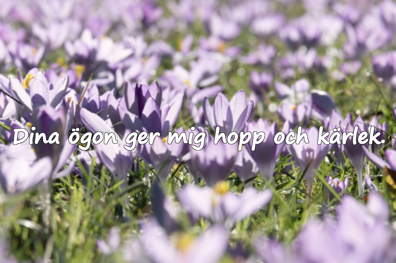 Kärlekscitat för älskaren