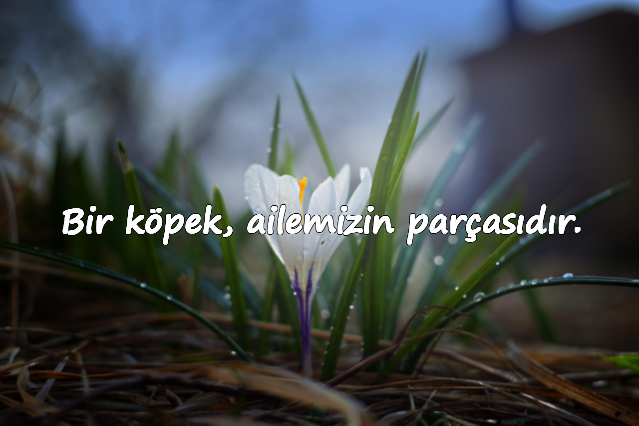 Köpeklerle İlgili Sözler