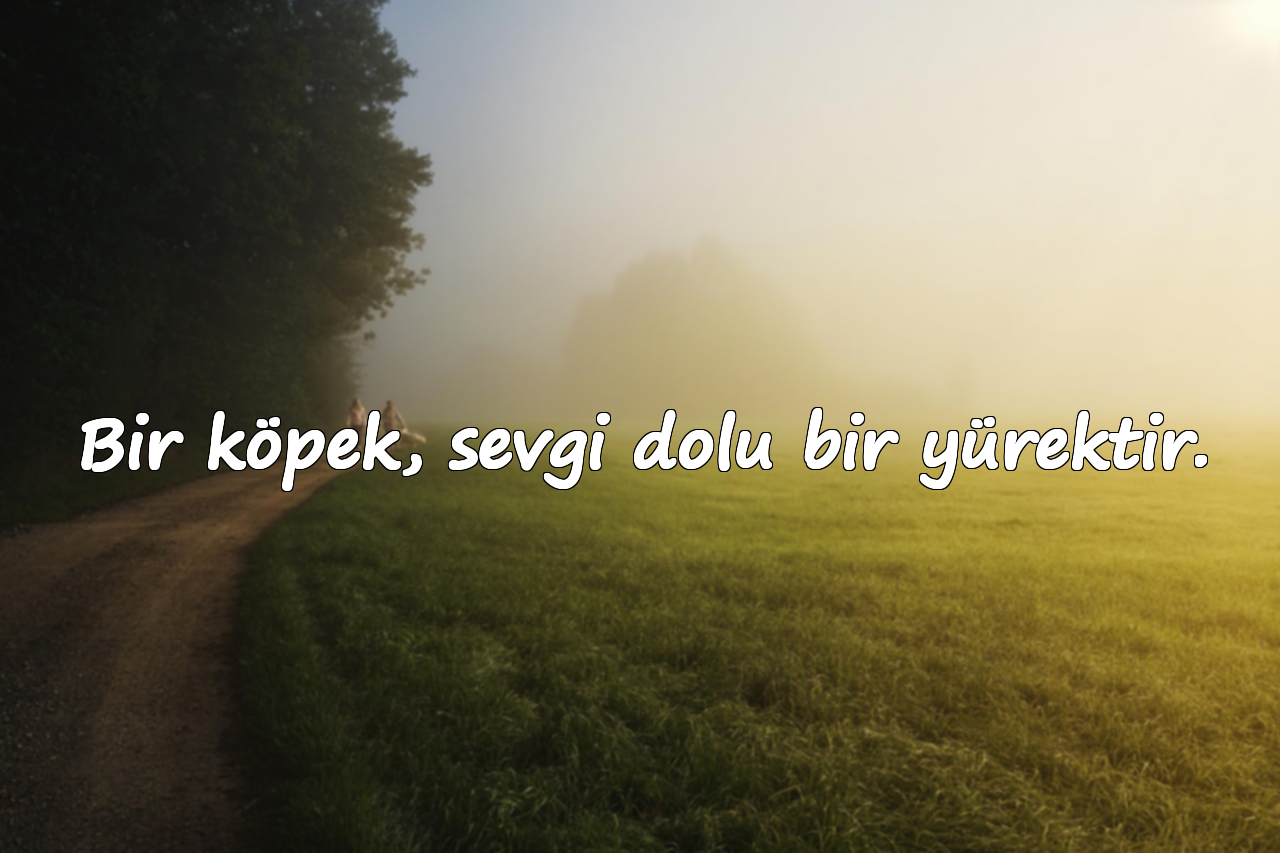 Köpeklerle İlgili Sözler