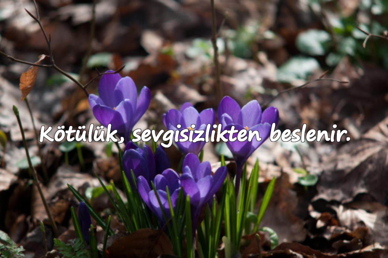 Kötülük, sevgisizlikten beslenir.