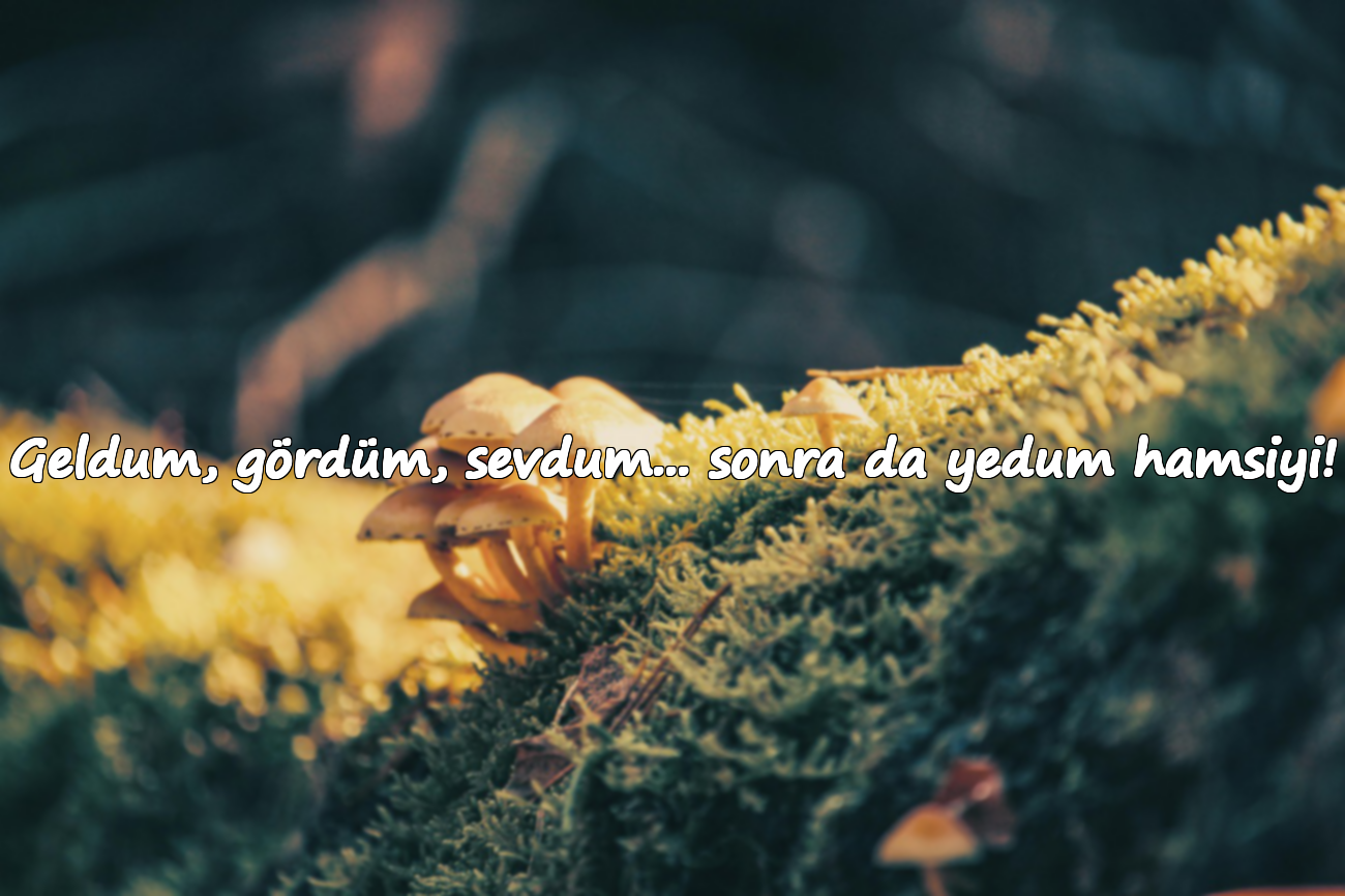 Geldum, gördüm, sevdum... sonra da yedum hamsiyi!