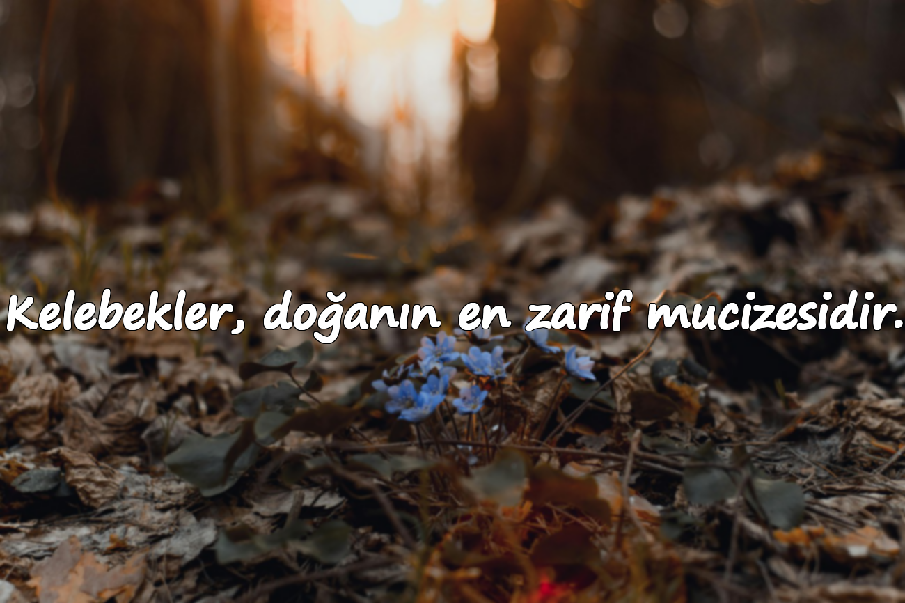 Kelebekler, doğanın en zarif mucizesidir.