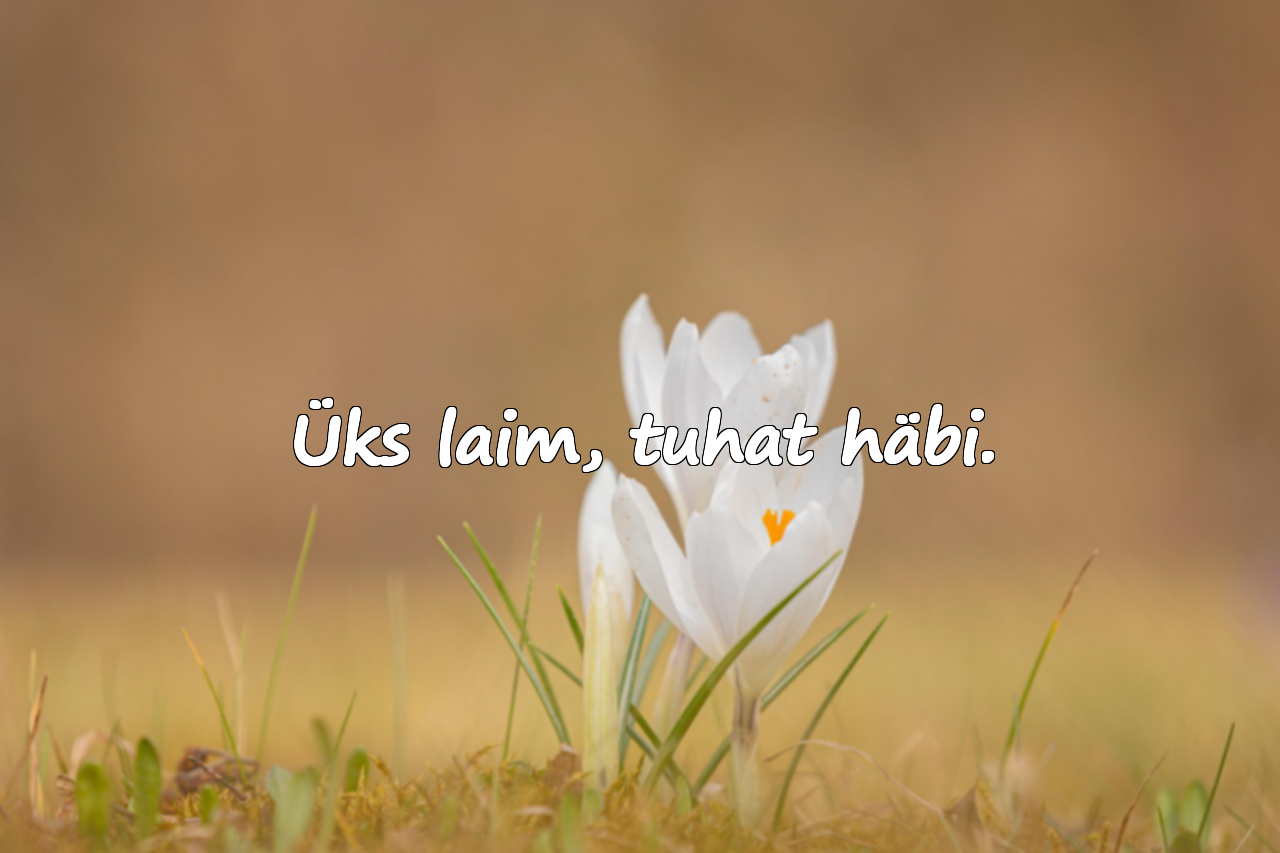 Üks laim, tuhat häbi.