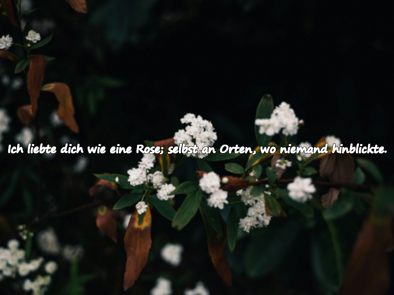 Liebessprüche Inspiriert von der Rose