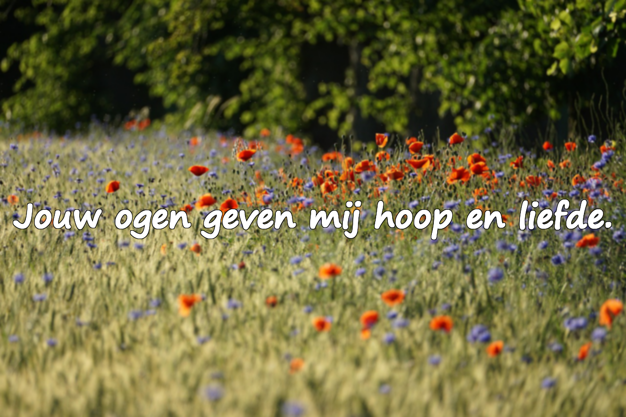 Liefdescitaten voor geliefde