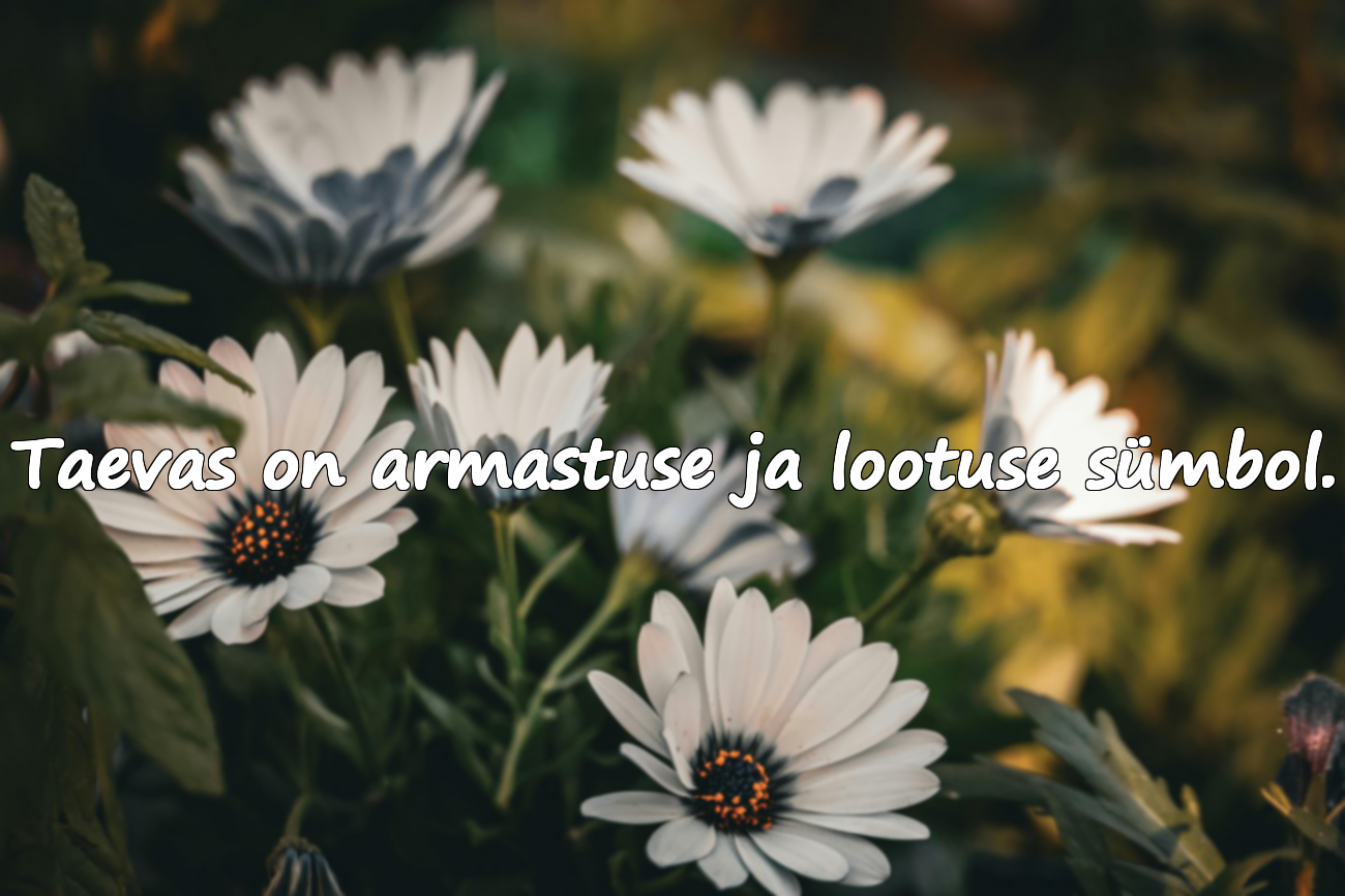 Mõtestatud ja ilusad tsitaadid taeva kohta