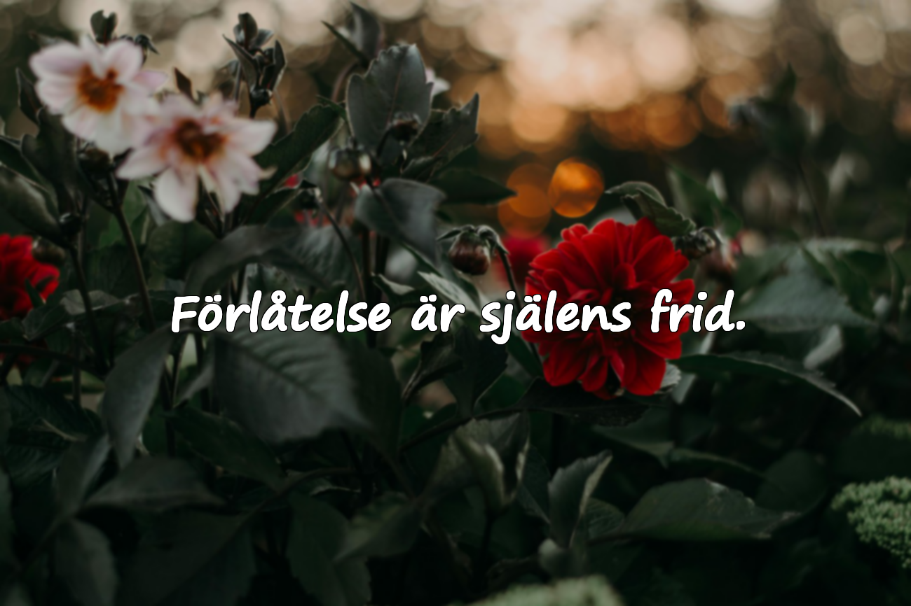 Meningsfulla och känslosamma ord om förlåtelse