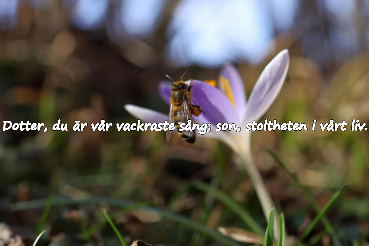 Dotter, du är vår vackraste sång; son, stoltheten i vårt liv.