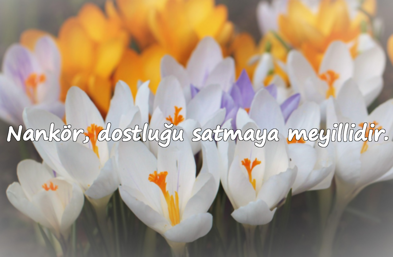 Nankör, dostluğu satmaya meyillidir.