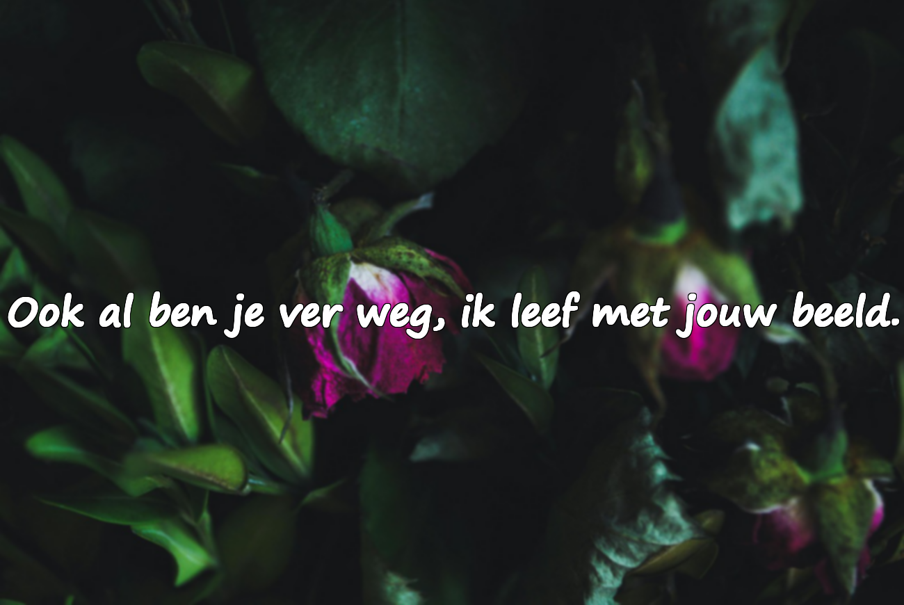 Onmogelijke liefdescitaten