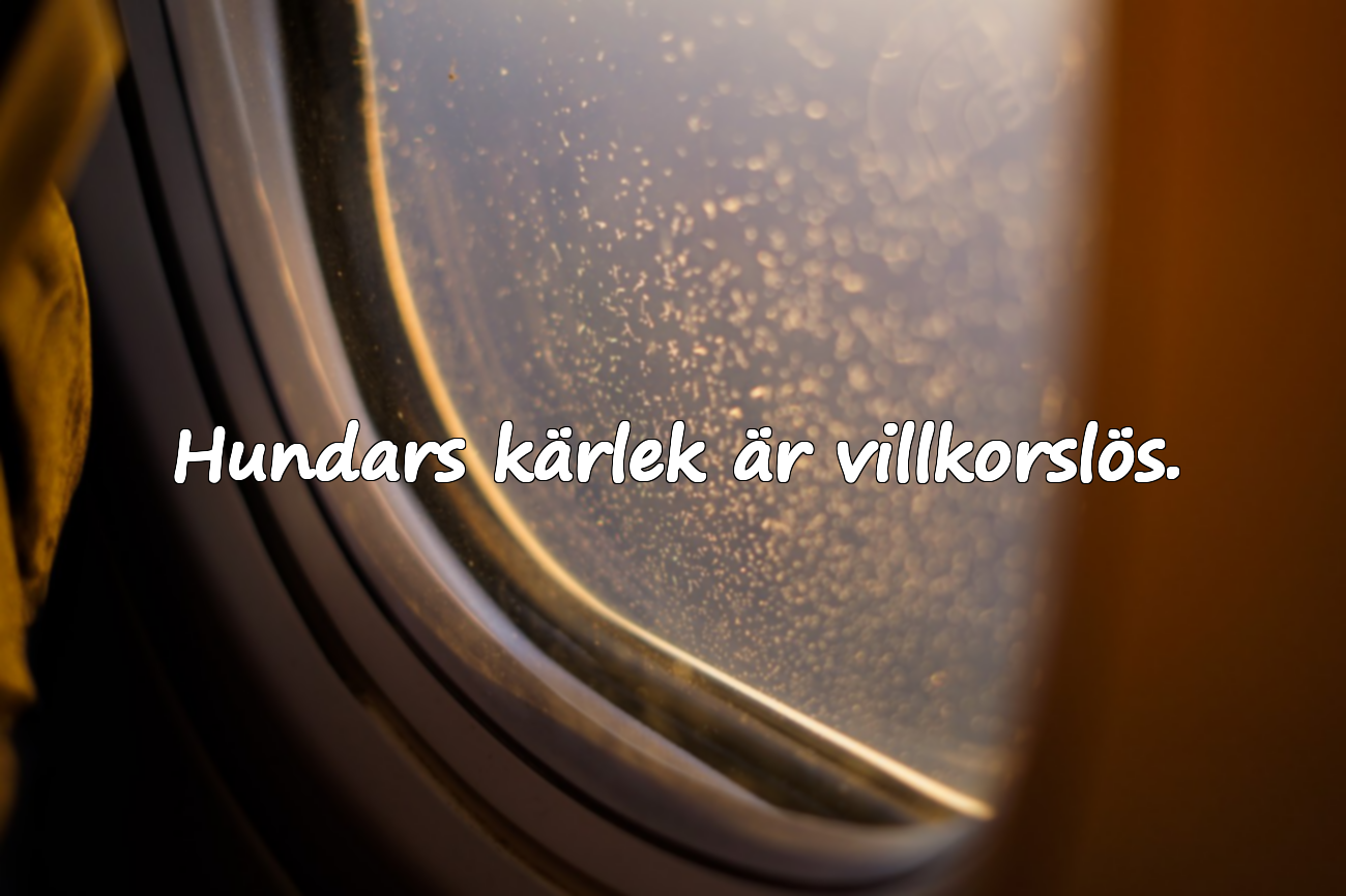 Ord om Hundar