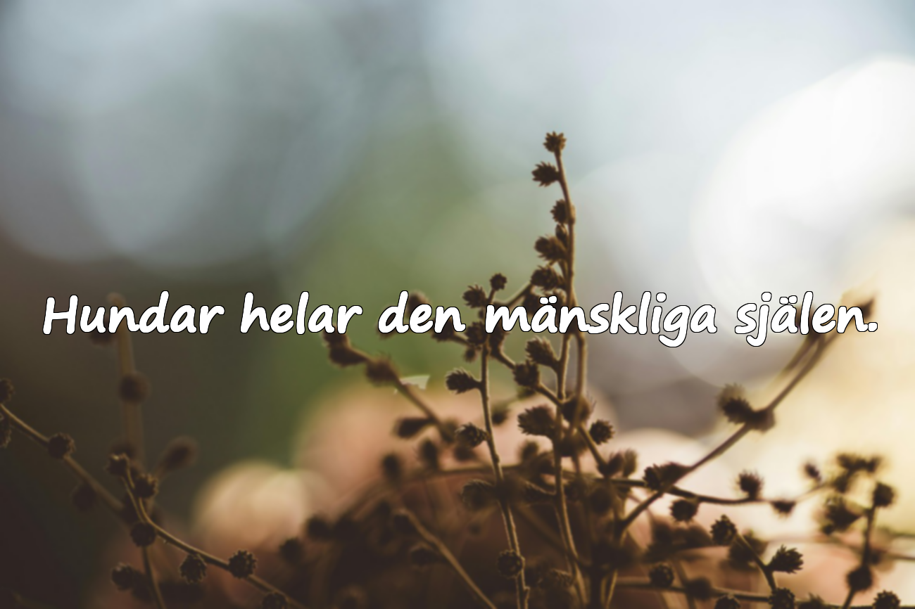 Ord om Hundar