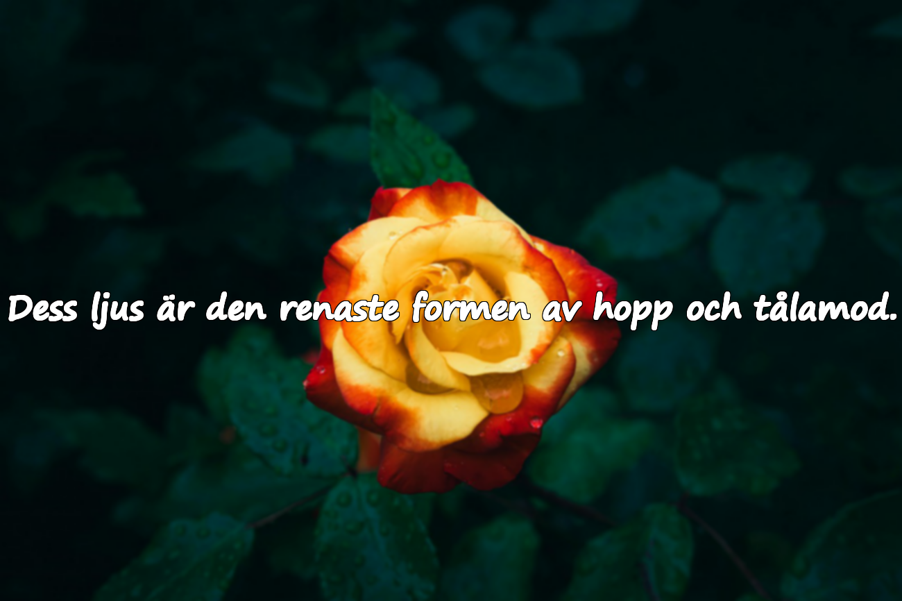 Ord om halvmånen