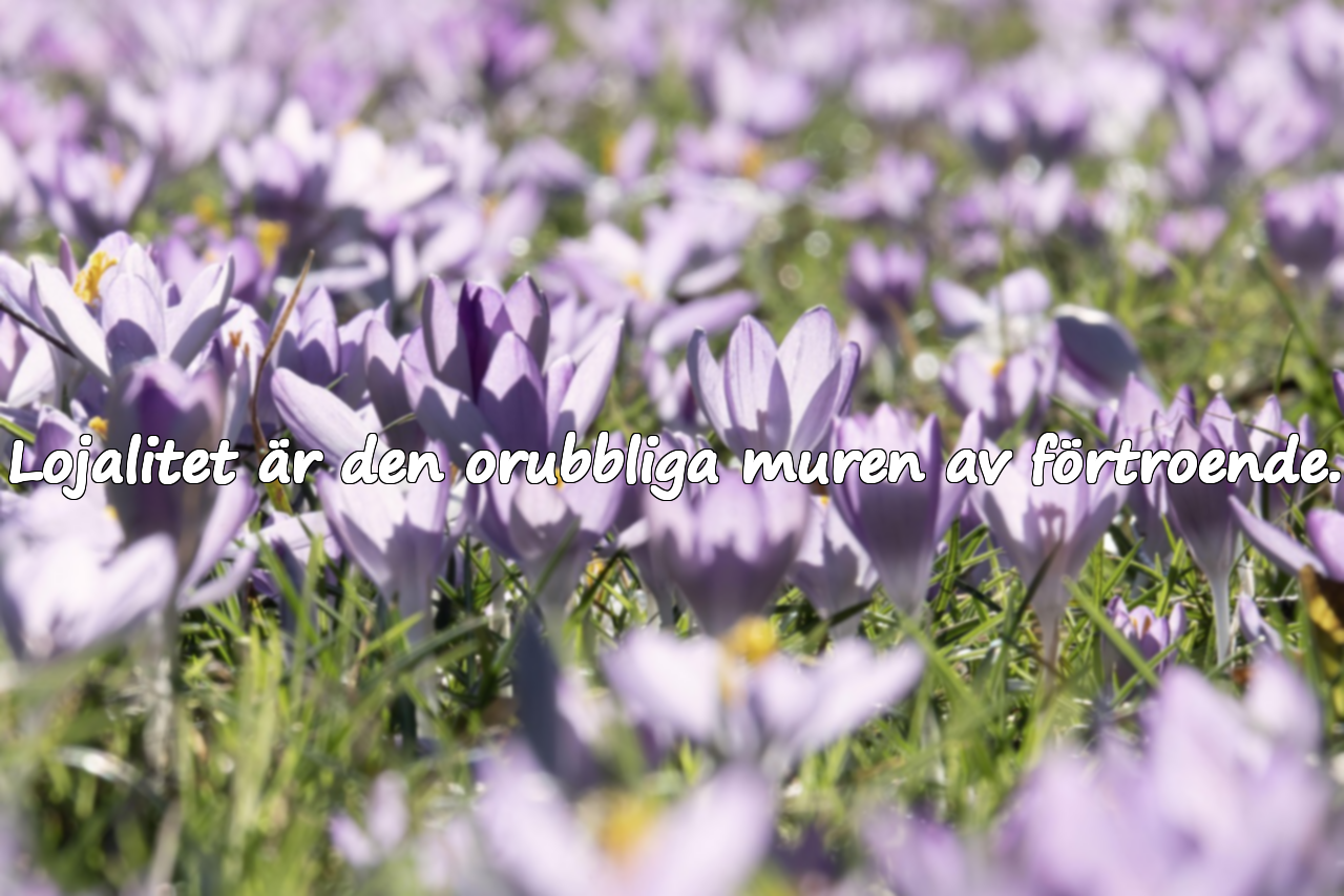 Ord om lojalitet