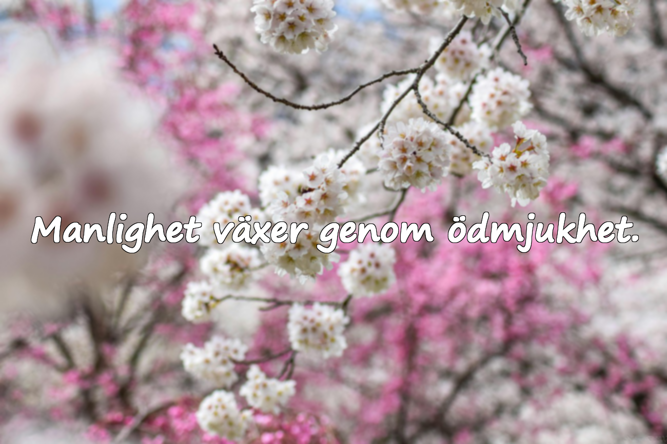 Ord om manlighet / integritet