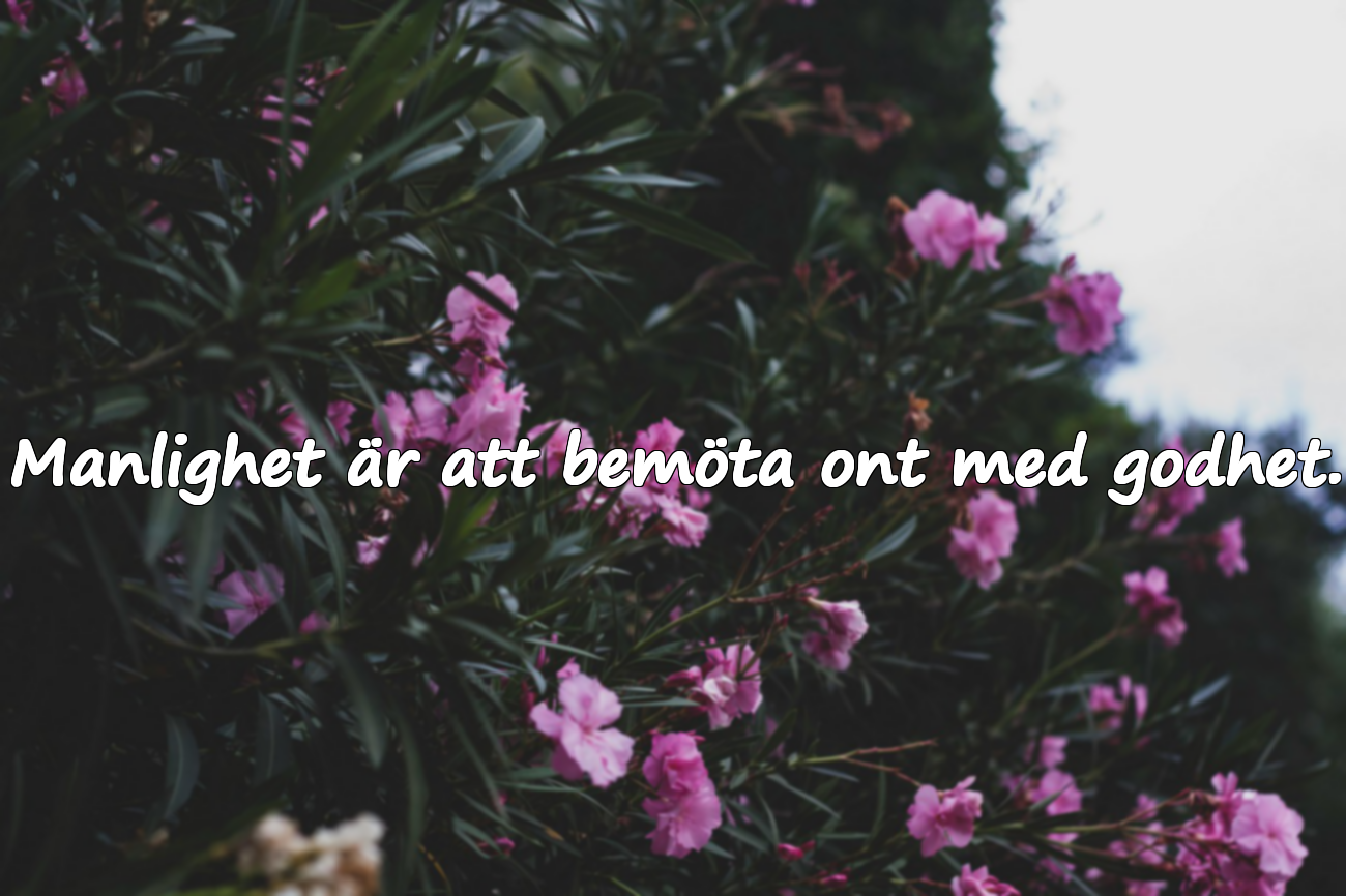 Ord om manlighet / integritet