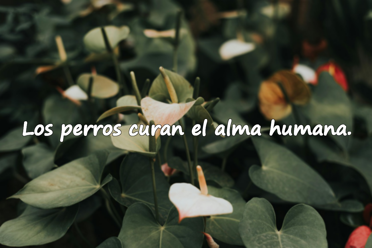 Los perros curan el alma humana.