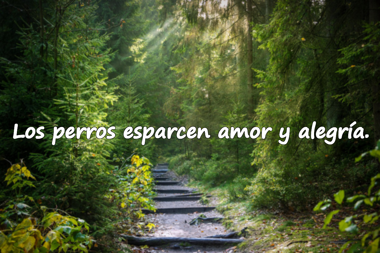 Los perros esparcen amor y alegría.