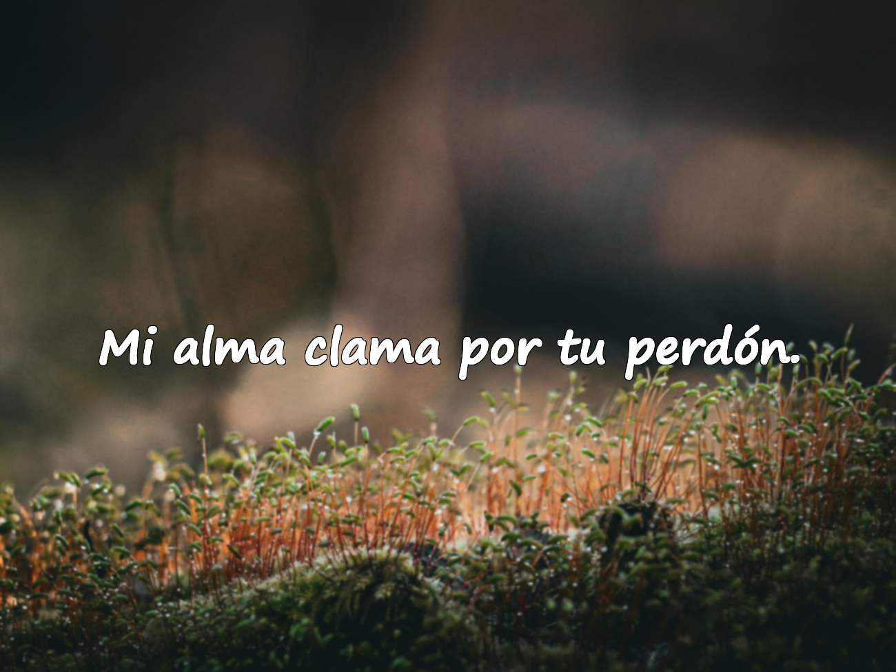 Palabras de perdón para mi amor