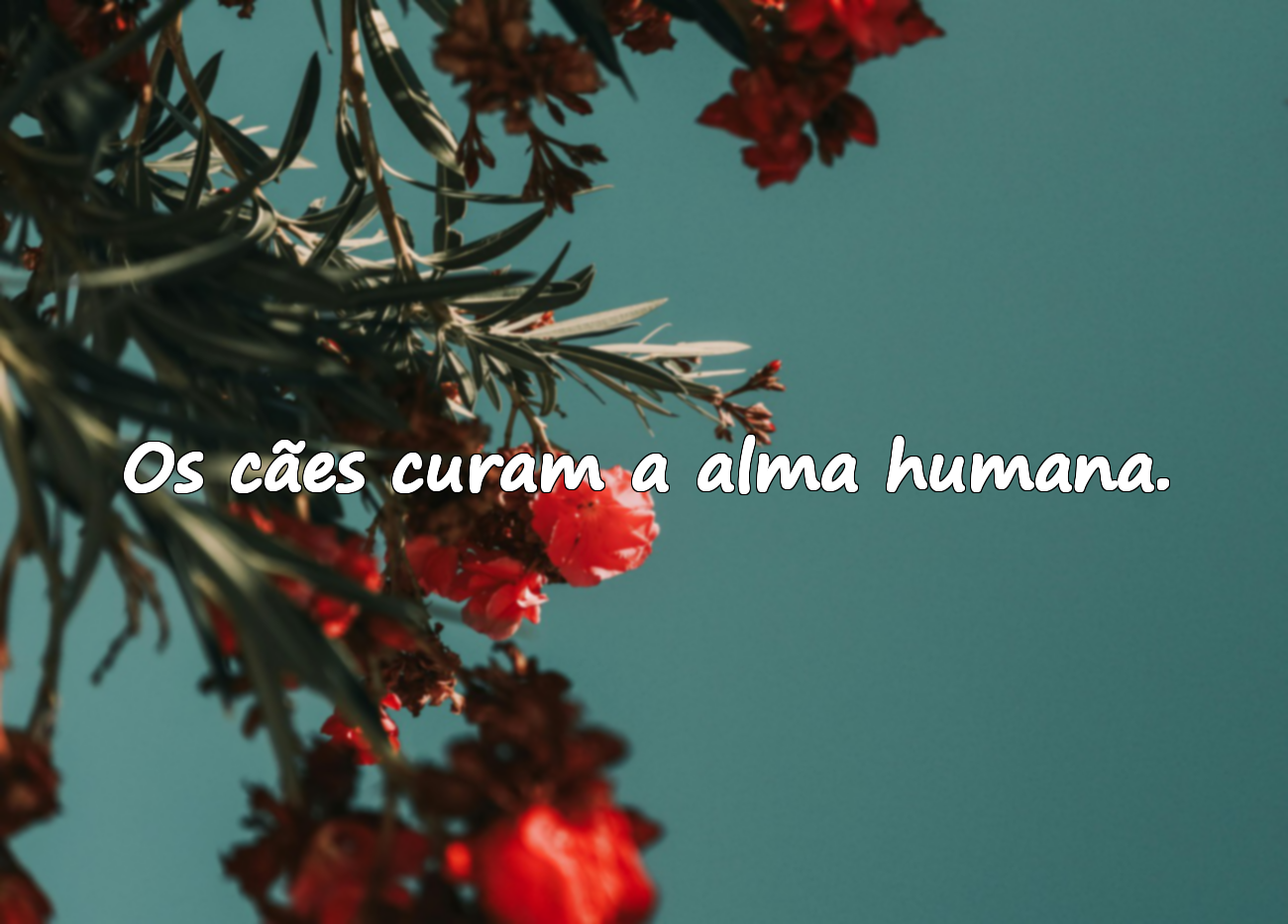 Palavras Sobre Cães