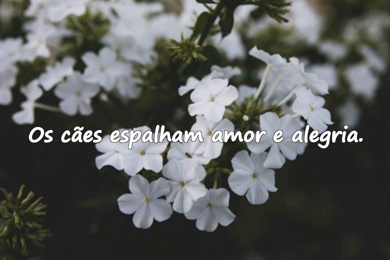 Palavras Sobre Cães