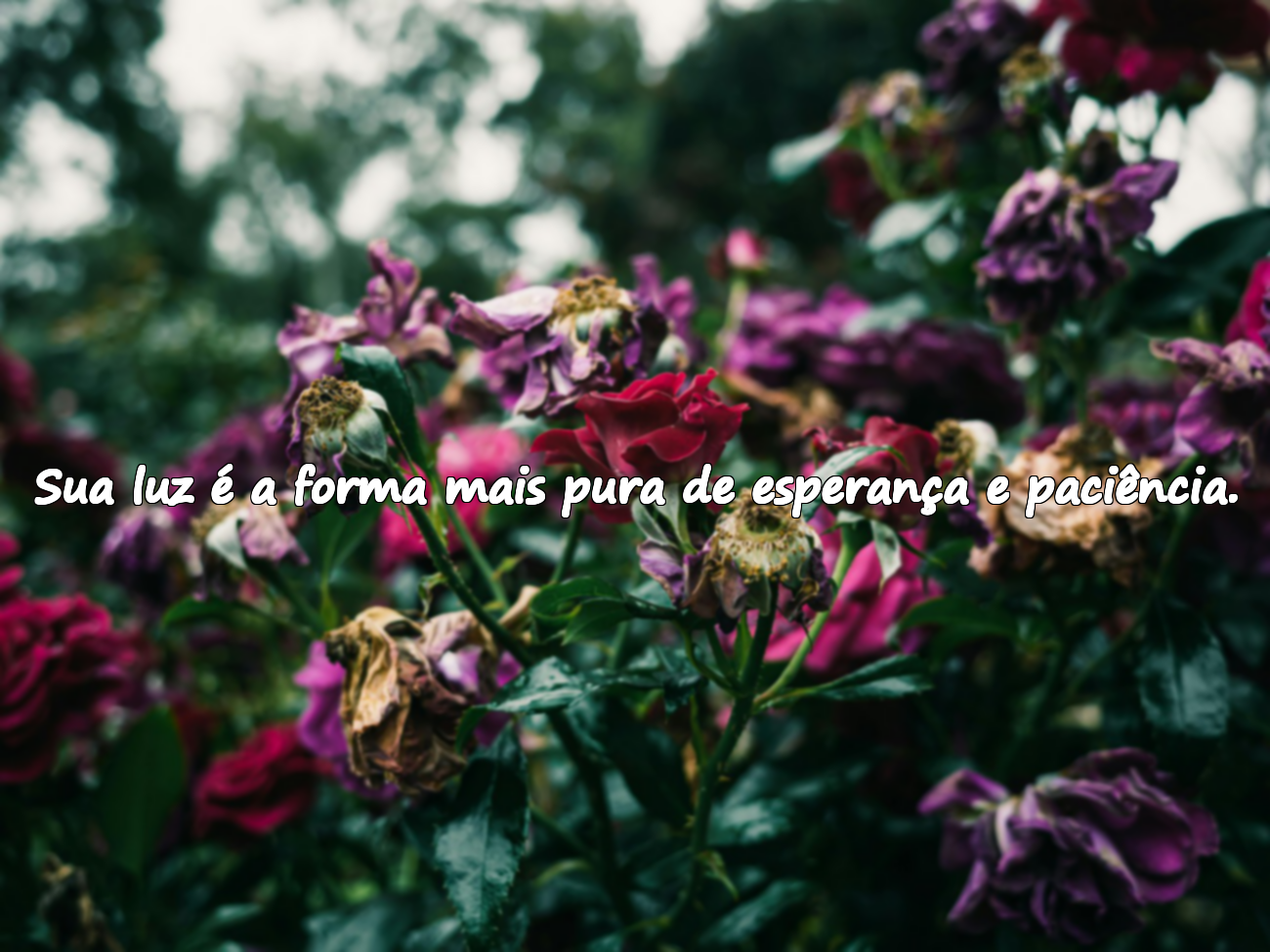 Palavras sobre o crescente