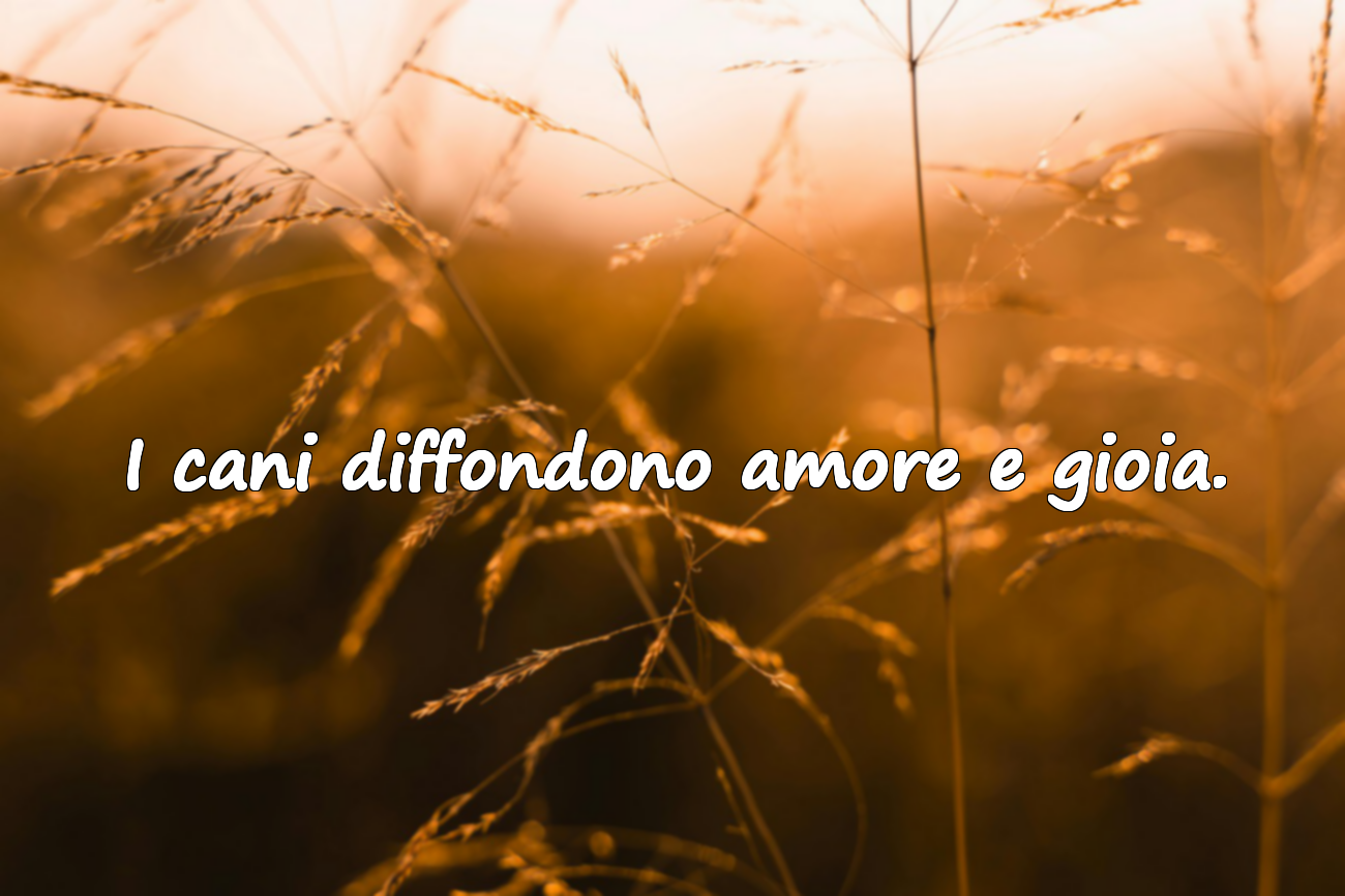 I cani diffondono amore e gioia.