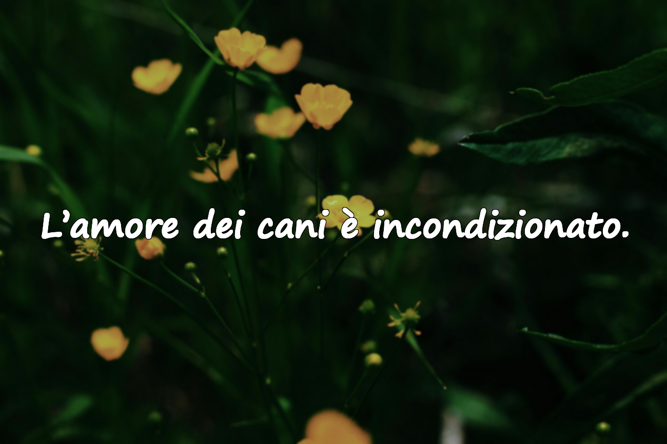 L’amore dei cani è incondizionato.